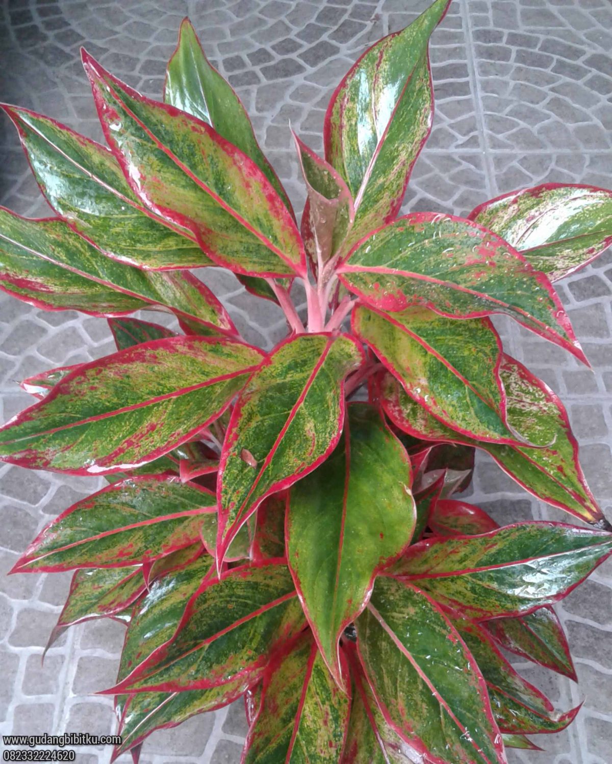 Jual Aglaonema Lipstik Siam Aurora Gudang Bibitku