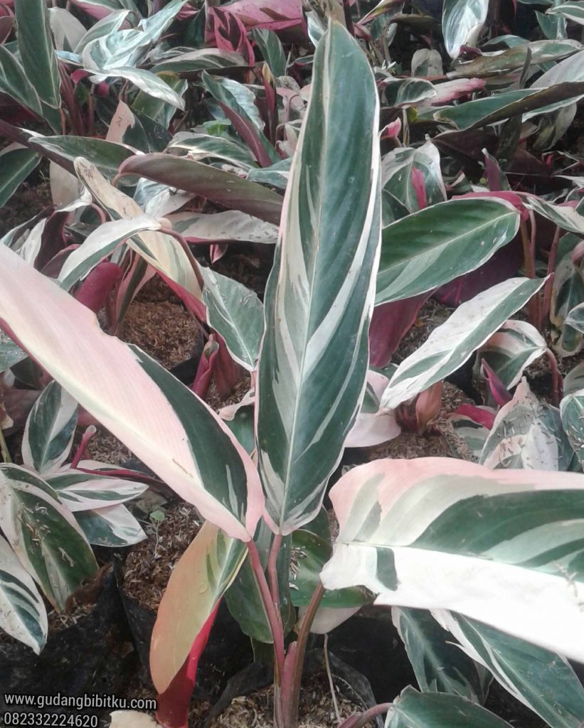 Jual Bunga  Calathea  Multicolor 082332224620 Gudang Bibitku